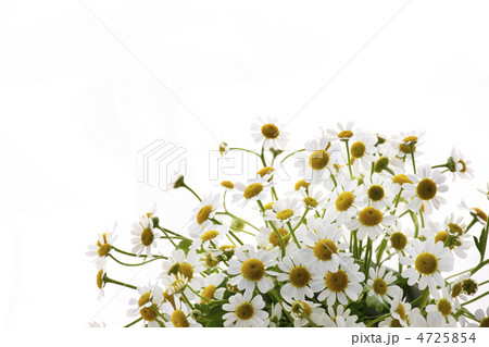 カモミール 4725854