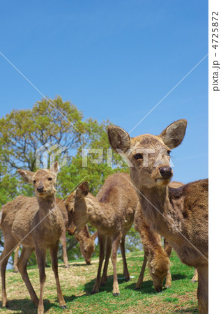 奈良公園の鹿 4725872