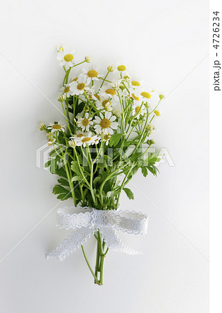 カモミール 4726234