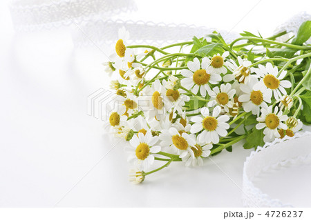 カモミール 4726237