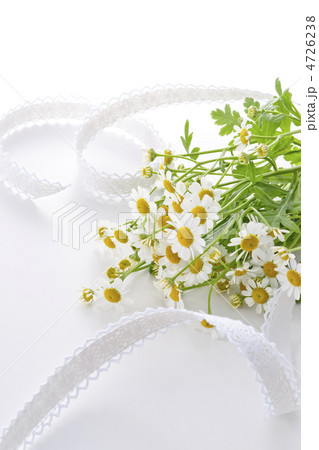 カモミール 4726238