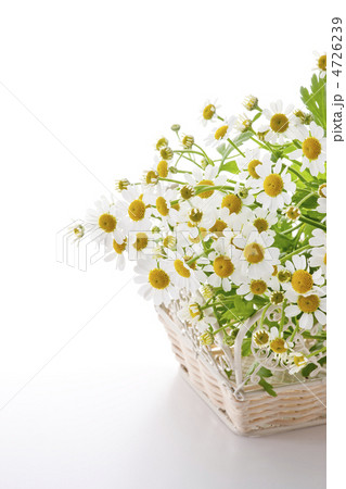 カモミール 4726239
