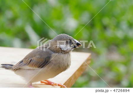 文鳥の雛 4726894