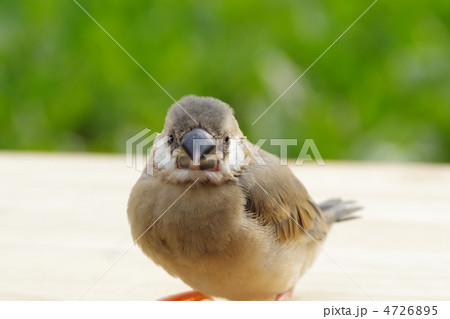 文鳥の雛 文鳥の雛 4726895
