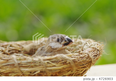 文鳥の雛 4726903