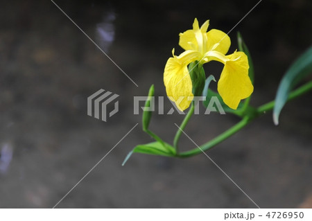 水辺に咲く黄菖蒲の花 4726950