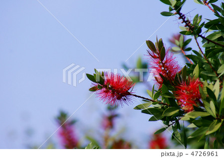 ブラシの木 日本名は花槇 ブラシの木 日本名は花槇 4726961