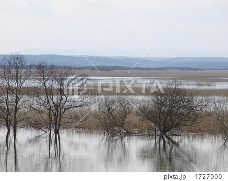 大雨で水没した釧路湿原 大雨で水没した釧路湿原 4727000