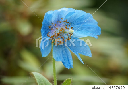 ヒマラヤの青いケシ 4727090