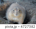 プレーリードッグ 4727382