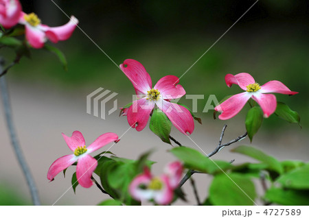 ハナミズキ-1 4727589
