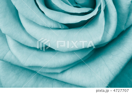 rose petals rose petals 4727707