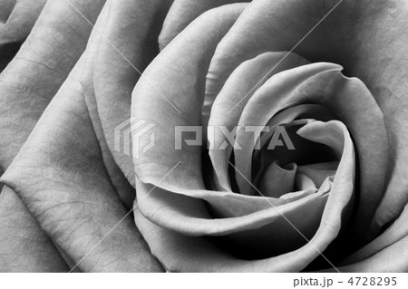 white rose 4728295