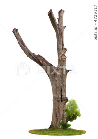 Tree on white background 4729117