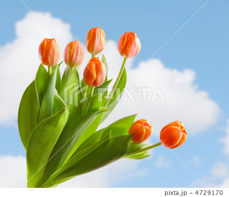 tulips tulips 4729170