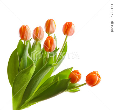 tulips tulips 4729171