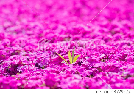 芝桜の中の新芽 4729277