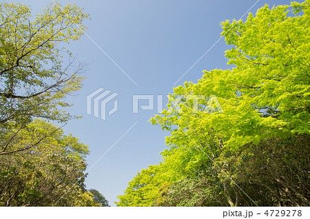 新緑 4729278