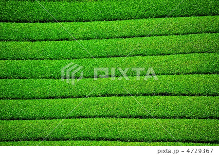 緑豊かな茶畑 4729367