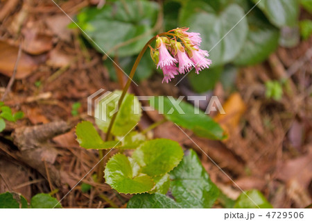 イワカガミ 4729506