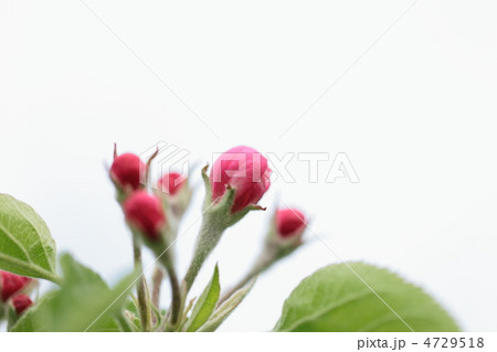 林檎の蕾 林檎の蕾 4729518