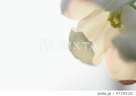 林檎の花びら 4729520