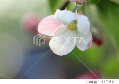 可愛い林檎の花 4729521