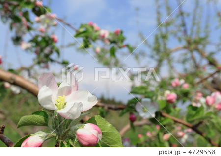りんごの花が開花 4729558