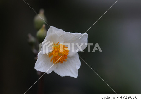 シラユキゲシ シラユキゲシ 4729636