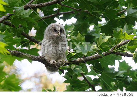 フクロウの幼鳥 4729659