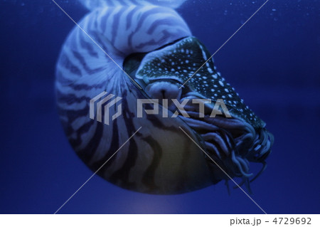 オウムガイ オウムガイ 4729692