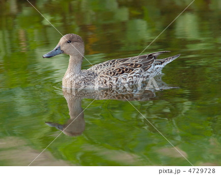川面を進む尾長鴨（雌） 4729728