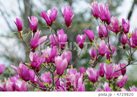 木蓮 木蓮 4729820