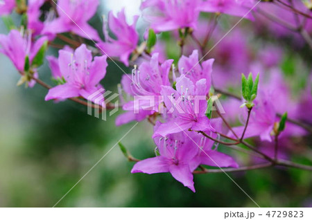 ツツジ 4729823