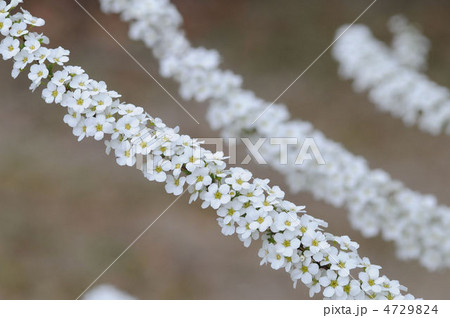 ユキヤナギ 4729824