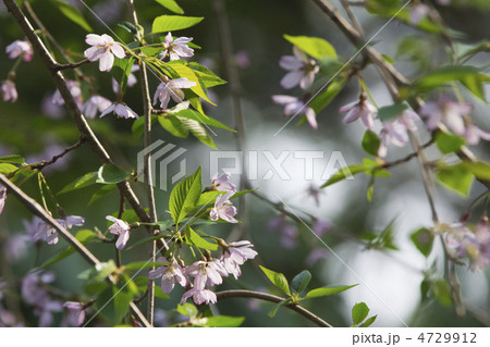 しだれ桜 4729912