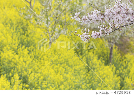 桜とからし菜 桜とからし菜 4729918
