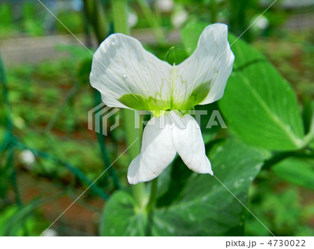 エンドウの花 エンドウの花 4730022