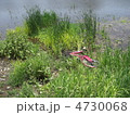 草の中の自転車 4730068
