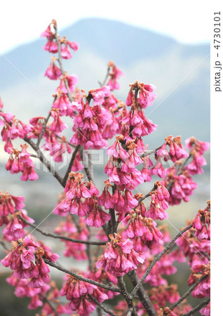 カンヒザクラ カンヒザクラ 4730101