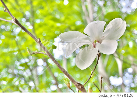 こぶしの花 こぶしの花 4730126
