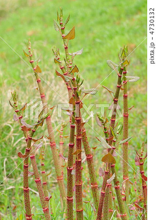 イタドリ 4730132