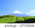 お茶 4730608