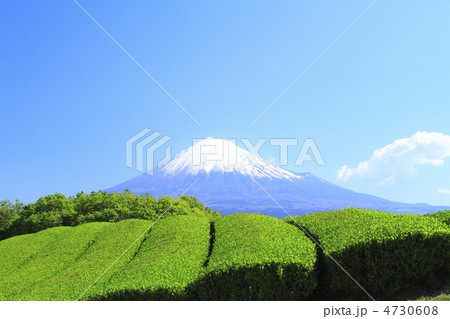 お茶 お茶 4730608