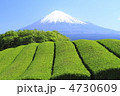お茶 4730609