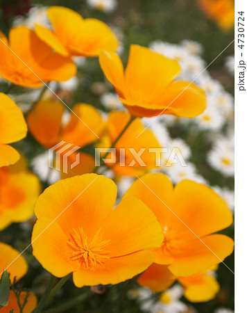 カリフォルニアポピー 4730724