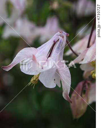 ヤマオダマキ 4730727