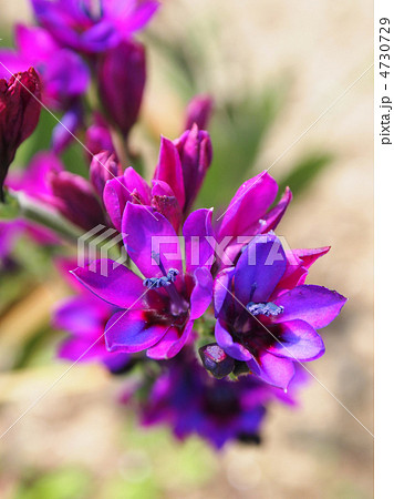 バビアナ 4730729