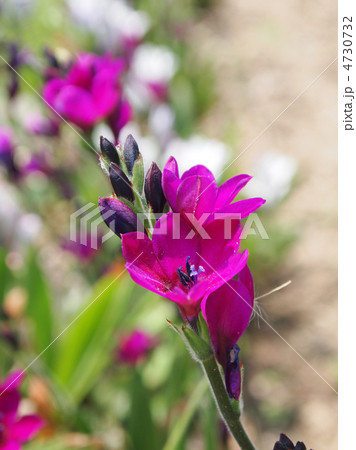 バビアナ 4730732