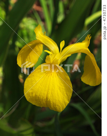 キショウブ キショウブ 4730733